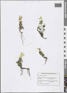 Scutellaria orientalis L., Caucasus, Armenia (K5) (Armenia)