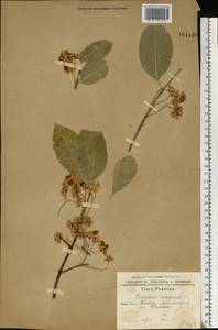 Euonymus europaeus L., Eastern Europe, North Ukrainian region (E11) (Ukraine)