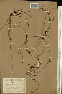 Cuscuta lupuliformis Krock., Eastern Europe, Central forest-and-steppe region (E6) (Russia)