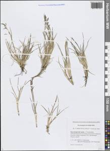Deschampsia cespitosa subsp. septentrionalis Chiapella, Siberia, Central Siberia (S3) (Russia)
