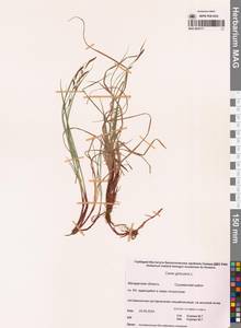 Carex globularis L., Siberia, Chukotka & Kamchatka (S7) (Russia)