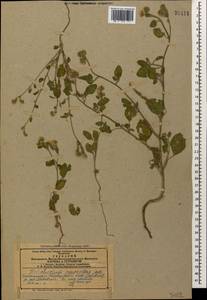 Heliotropium suaveolens, Caucasus, Azerbaijan (K6) (Azerbaijan)