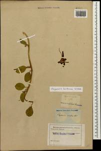 Capparis spinosa var. herbacea (Willd.) Fici, Caucasus, Georgia (K4) (Georgia)