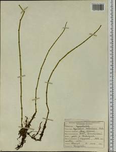 Equisetum fluviatile L., Siberia, Yakutia (S5) (Russia)