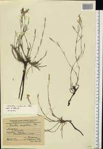 Dianthus campestris M. Bieb., Eastern Europe, Moldova (E13a) (Moldova)