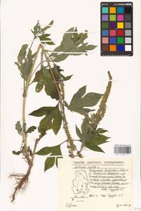 Ambrosia trifida L., Eastern Europe, Volga-Kama region (E7) (Russia)
