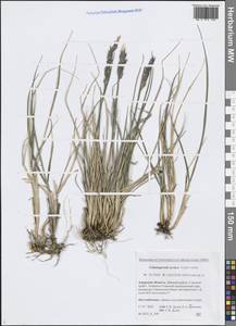 Calamagrostis purpurascens subsp. purpurascens, Siberia, Russian Far East (S6) (Russia)