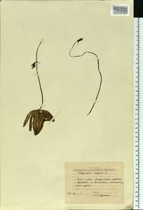 Pinguicula vulgaris L., Eastern Europe, Northern region (E1) (Russia)