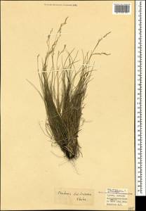 Festuca artvinensis Markgr.-Dann., Caucasus, Georgia (K4) (Georgia)