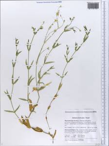 Stellaria hebecalyx Fenzl, Eastern Europe, Northern region (E1) (Russia)