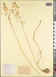 Ornithogalum pyrenaicum L., Caucasus, Black Sea Shore (from Novorossiysk to Adler) (K3) (Russia)