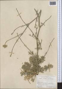 Seseli rimosum Pimenov, Middle Asia, Pamir & Pamiro-Alai (M2) (Tajikistan)