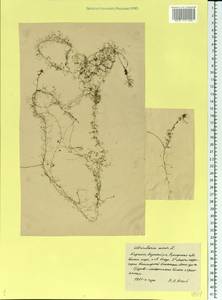 Utricularia minor L., Eastern Europe, Northern region (E1) (Russia)