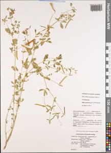 Lotus krylovii Schischkin & Serg., Middle Asia, Caspian Ustyurt & Northern Aralia (M8) (Kazakhstan)
