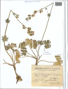 Aconitum, Middle Asia, Pamir & Pamiro-Alai (M2) (Tajikistan)