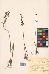 Oreorchis patens (Lindl.) Lindl., Siberia, Russian Far East (S6) (Russia)