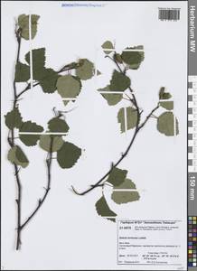 Betula pubescens var. pumila (Zanoni ex Murray) Govaerts, Siberia, Central Siberia (S3) (Russia)