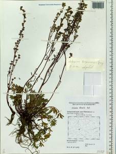 Artemisia borealis Pall., Siberia, Russian Far East (S6) (Russia)