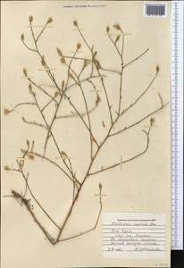 Centaurea caprina Steven, Crimea (KRYM) (Russia)