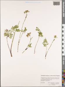 Kreidion chinensis (L.) Raf., Siberia, Russian Far East (S6) (Russia)