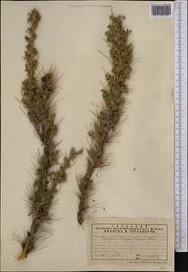 Caragana pleiophylla (Regel)Pojark., Middle Asia, Northern & Central Tian Shan (M4) (Kazakhstan)