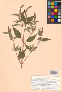 Elsholtzia ciliata (Thunb.) Hyl., Eastern Europe, Moscow region (E4a) (Russia)