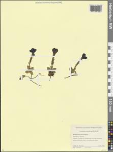 Gentiana verna subsp. pontica (Soltok.) Hayek, Caucasus, Stavropol Krai, Karachay-Cherkessia & Kabardino-Balkaria (K1b) (Russia)