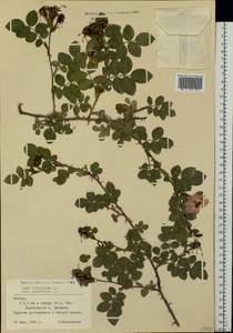Rosa rubiginosa L., Eastern Europe, Latvia (E2b) (Latvia)