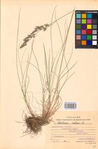 Festuca rubra L., Eastern Europe, West Ukrainian region (E13) (Ukraine)