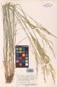 Puccinellia gigantea (Grossh.) Grossh., Eastern Europe, Lower Volga region (E9) (Russia)