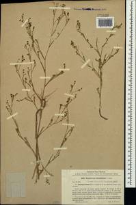 Bupleurum brachiatum C. Koch ex Boiss., Crimea (KRYM) (Russia)