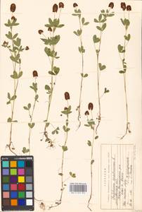 Trifolium spadiceum L., Eastern Europe, Moscow region (E4a) (Russia)