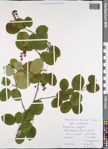 Amelanchier × spicata (Lam.) K. Koch, Eastern Europe, Middle Volga region (E8) (Russia)