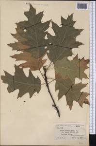 Quercus rubra L., America (AMER) (United States)