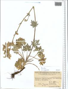 Aconitum, Middle Asia, Pamir & Pamiro-Alai (M2) (Tajikistan)