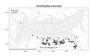 Amethystea caerulea L., Atlas of the Russian Flora (FLORUS) (Russia)