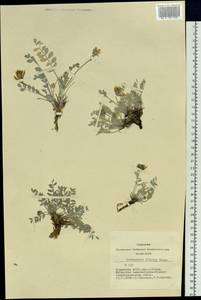 Astragalus dilutus Bunge, Siberia, Altai & Sayany Mountains (S2) (Russia)