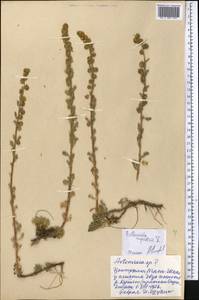 Artemisia rupestris L., Middle Asia, Northern & Central Tian Shan (M4) (Kyrgyzstan)