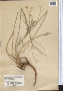 Haplophyllum griffithianum Boiss., Middle Asia, Pamir & Pamiro-Alai (M2) (Tajikistan)