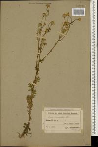 Senecio glaucus subsp. coronopifolius (Maire) C. Alexander, Caucasus, Azerbaijan (K6) (Azerbaijan)