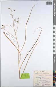 Anthericum ramosum L., Eastern Europe, Central region (E4) (Russia)