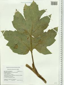 Heracleum dissectum Ledeb., Siberia, Altai & Sayany Mountains (S2) (Russia)