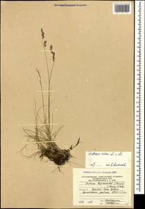 Festuca ovina L., Caucasus, South Ossetia (K4b) (South Ossetia)