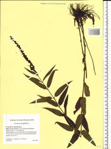 Veronica longifolia L., Siberia, Baikal & Transbaikal region (S4) (Russia)