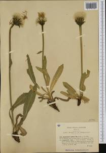 Trommsdorffia uniflora (Vill.) Soják, Western Europe (EUR) (Italy)