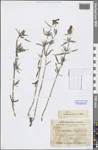 Dracocephalum ruyschiana L., Middle Asia, Northern & Central Kazakhstan (M10) (Kazakhstan)