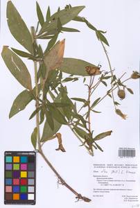 Silene latifolia subsp. alba (Mill.) Greuter & Burdet, Eastern Europe, Western region (E3) (Russia)