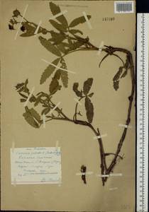 Comarum palustre L., Eastern Europe, Central forest region (E5) (Russia)