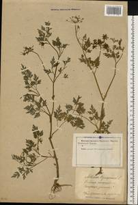 Aethusa cynapium L., Eastern Europe, Latvia (E2b) (Latvia)