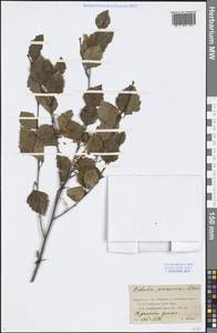 Betula tianschanica Rupr., Middle Asia, Northern & Central Tian Shan (M4) (Kazakhstan)